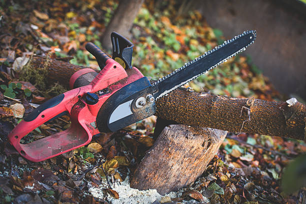 Best Tree Risk Assessment  in Montana City, MT